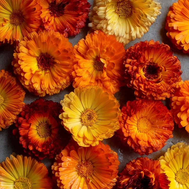 Calendula Pacific Beauty Mix Seeds - Heirloom Pot Marigold - 50+ Seeds - Image 2