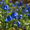 California Bluebell Seeds - 500 Wildflower Seeds, Phacelia campanularia - Image 1