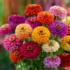 California Giant Zinnia Seeds – Heirloom Double Blooms, Vibrant Colors – 50 Seeds - Image 1