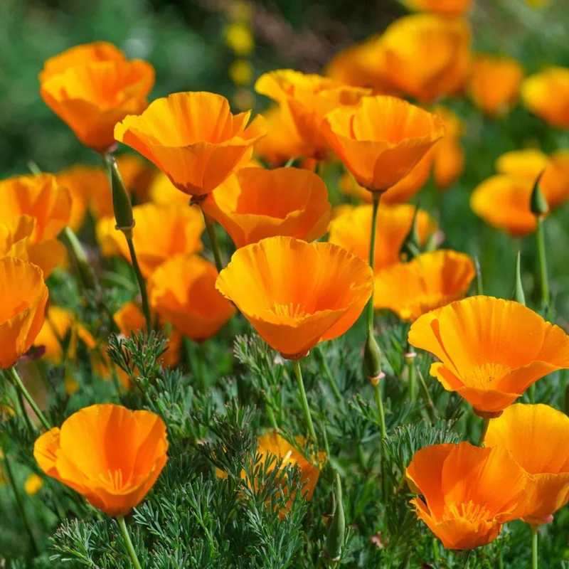 California Poppy Seeds - Bright Orange Wildflower, Easy-to-Grow (500 Seeds) - Image 2