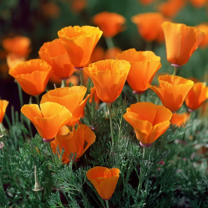 California Poppy Seeds - Bright Orange Wildflower, Easy-to-Grow (500 Seeds) - Image 3