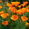 California Poppy Seeds - Bright Orange Wildflower, Easy-to-Grow (500 Seeds) - Image 1