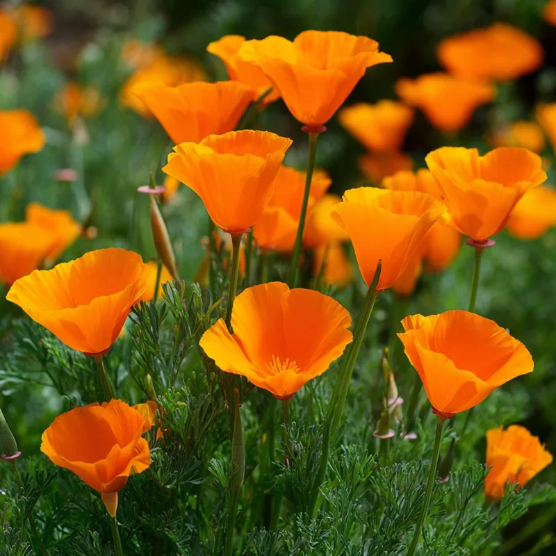 California Poppy Seeds - Bright Orange Wildflower, Easy-to-Grow (500 Seeds) - Image 1