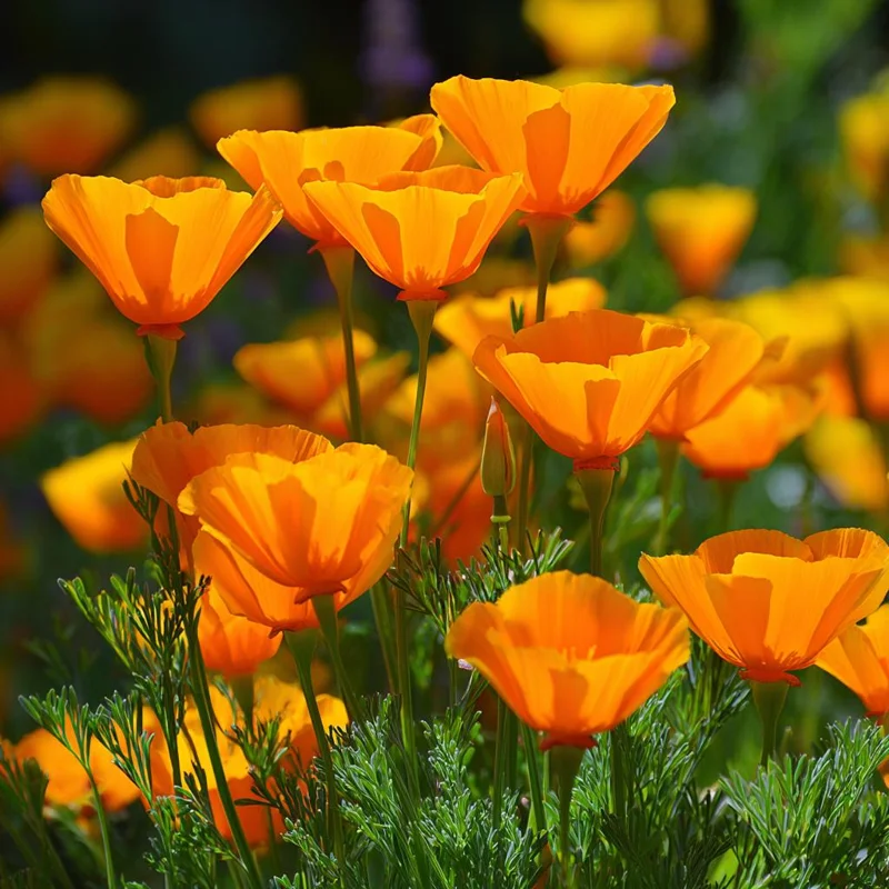 California Poppy Seeds - Bright Orange Wildflower, Easy-to-Grow (500 Seeds) - Image 4