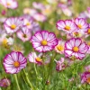 Candy Stripe Cosmos Seeds – Bi-Color Cosmos bipinnatus – 60 Seed Pack – Pollinator-Friendly - Image 1