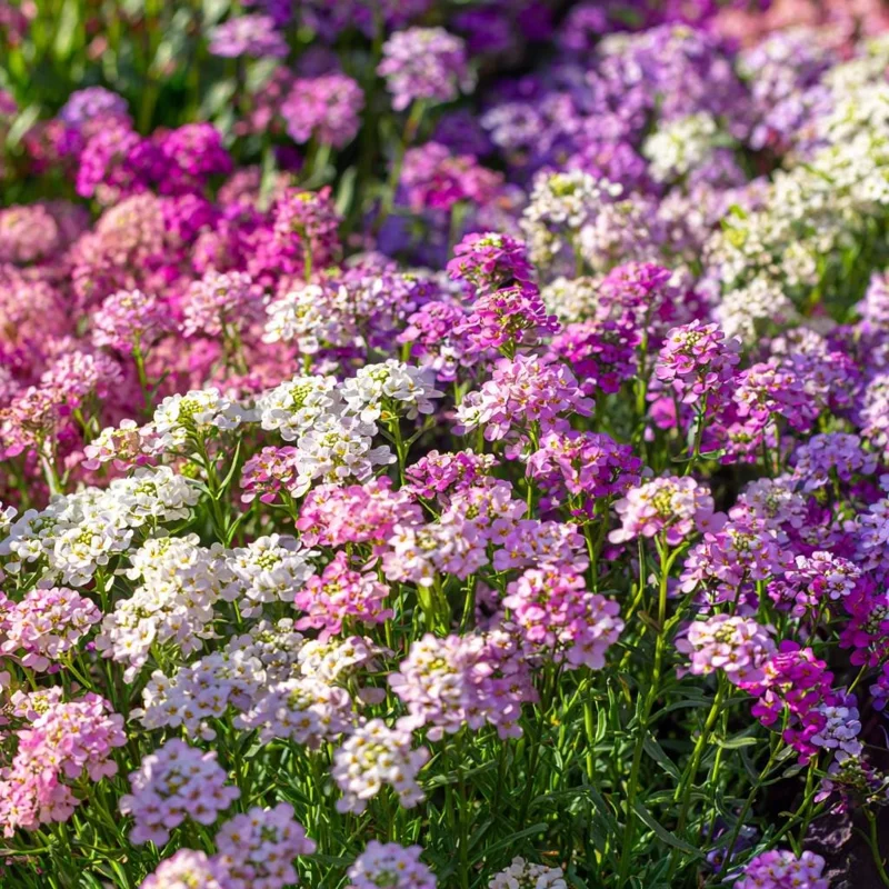 Candytuft Mixed Color Seeds - Heirloom Iberis umbellata - 200 Seeds - Image 2