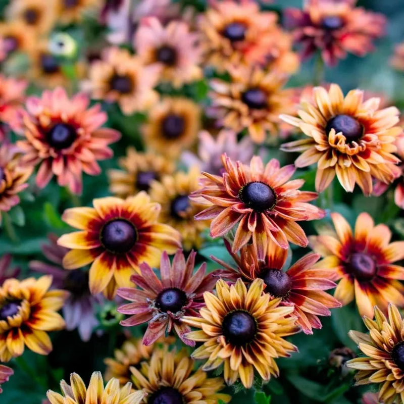 Caramel Rudbeckia Seeds - 25 Seeds - Vibrant Golden-Bronze Perennial Blooms - Image 3
