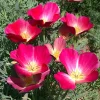 Carmine King California Poppy Seeds - 250 Vibrant Red Wildflower Seeds - Image 1