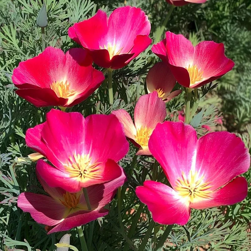 Carmine King California Poppy Seeds - 250 Vibrant Red Wildflower Seeds - Image 1