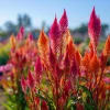 Celosia Plumosa Seeds - 25 Pack - Feathery Ornamental Flowers, Vibrant Colors - Image 1