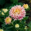 Chamois Aster Seeds - 50 Seeds, Soft Creamy Blooms, Easy-to-Grow Annual - Image 1