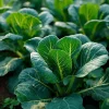 Champion Collard Seeds – Heirloom Leafy Green Vegetable – 200 Seeds – Outdoor - Image 1