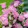 Champion Rose F1 Bellflower Seeds - Canterbury Bells, Campanula Medium, 25 Seeds - Image 1
