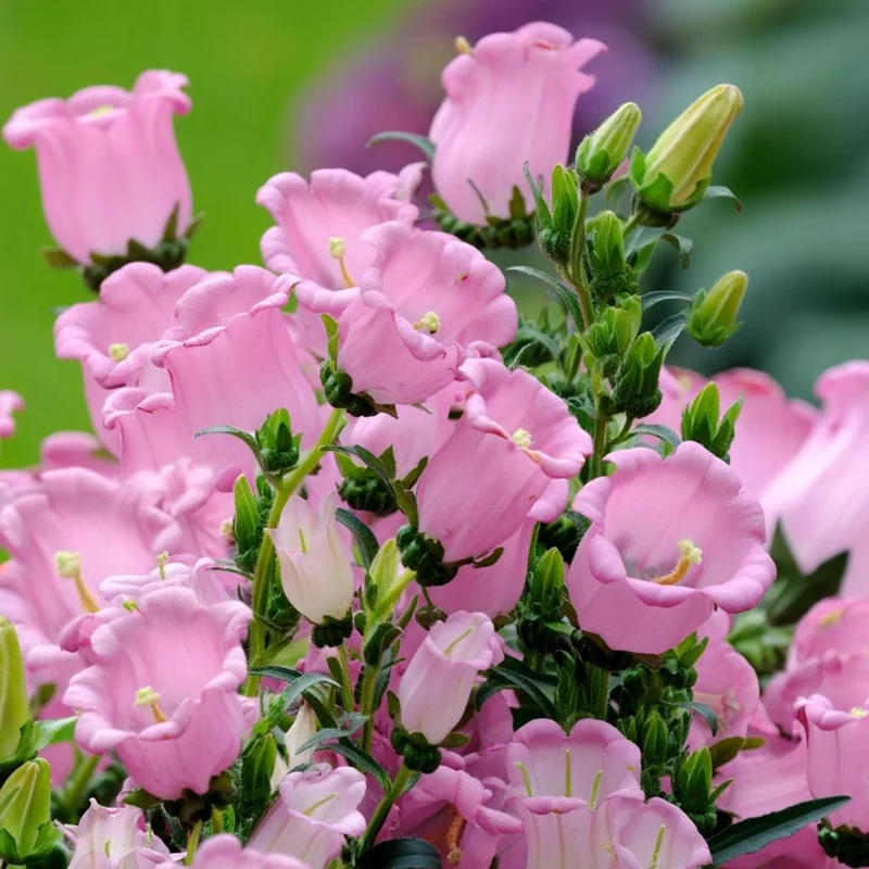 Champion Rose F1 Bellflower Seeds - Canterbury Bells, Campanula Medium, 25 Seeds - Image 1