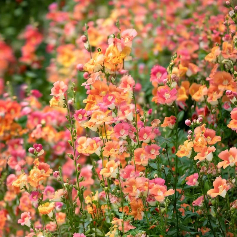 Chantilly Bronze Snapdragon Seeds - 30 Seeds, Elegant Bronze Flowers, Annual - Image 2