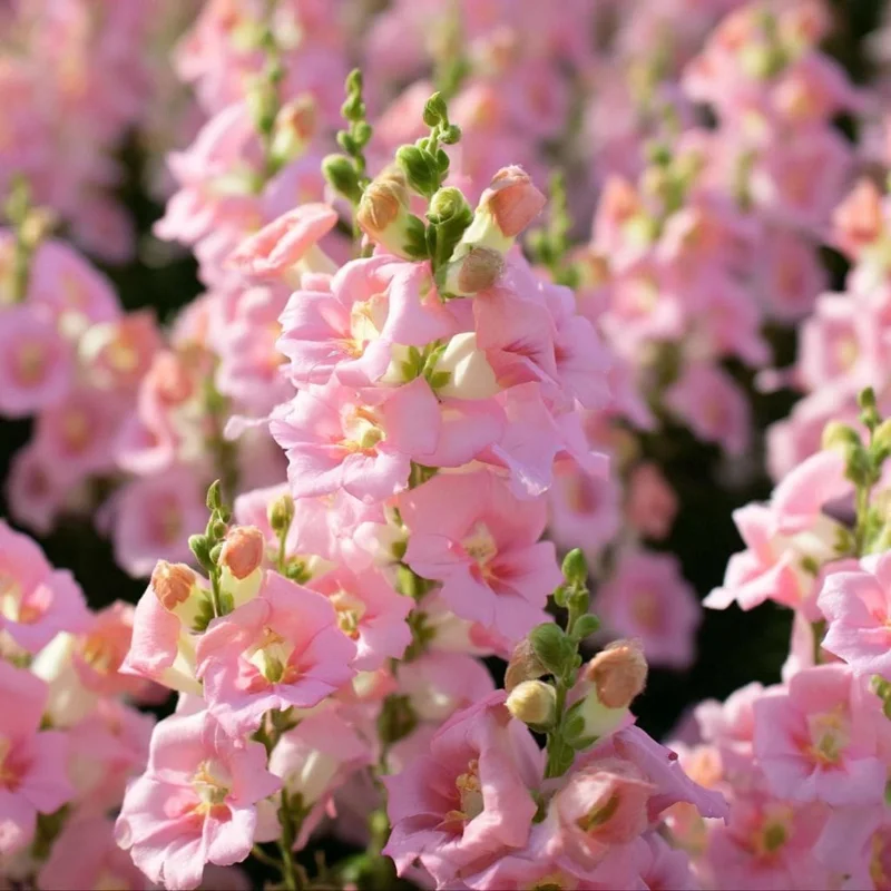 Chantilly Light Pink Snapdragon Seeds – 30 Count – Elegant Soft Pink Flowers - Image 1