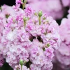 Cherry Blossom Stock Seeds - 50 Seeds - Fragrant Pink & White Flowers - Annual - Image 1