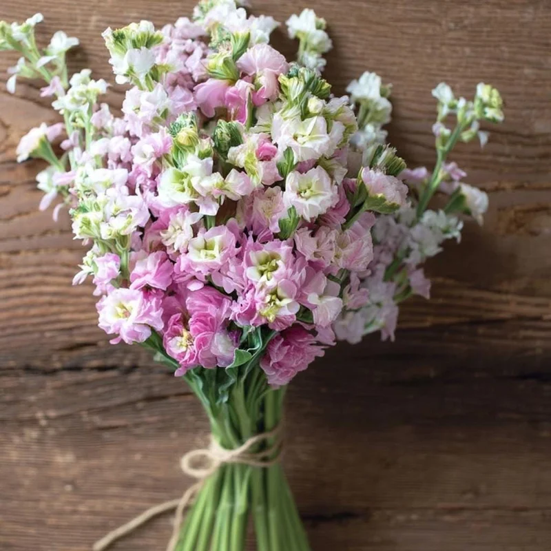 Cherry Blossom Stock Seeds - 50 Seeds - Fragrant Pink & White Flowers - Annual - Image 2