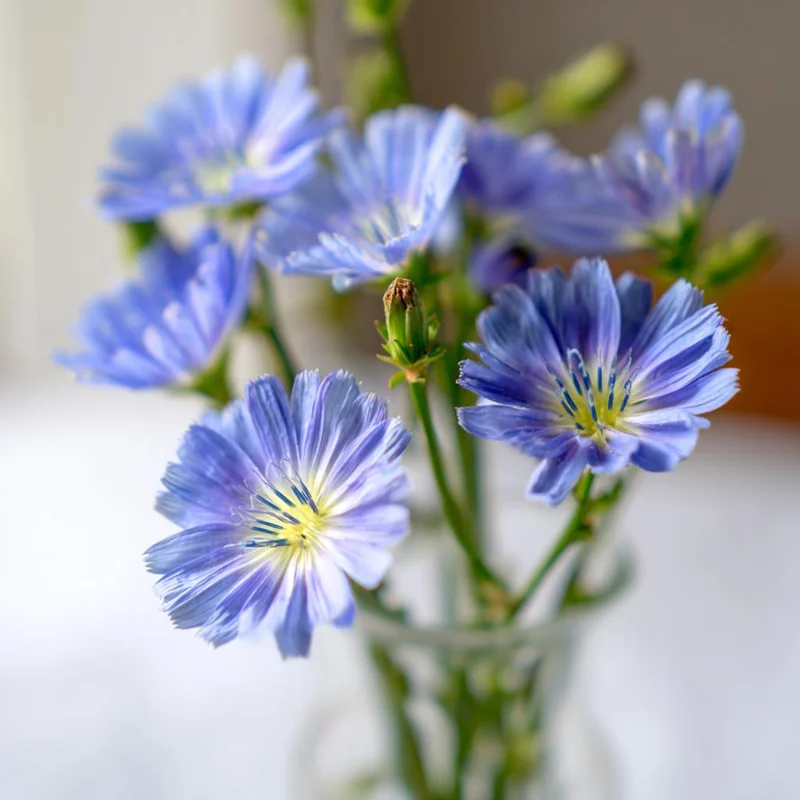 Chicory Seeds - 200 Seeds for Bright Blue Blooms & Edible Leaves - Pollinator Friendly - Image 2