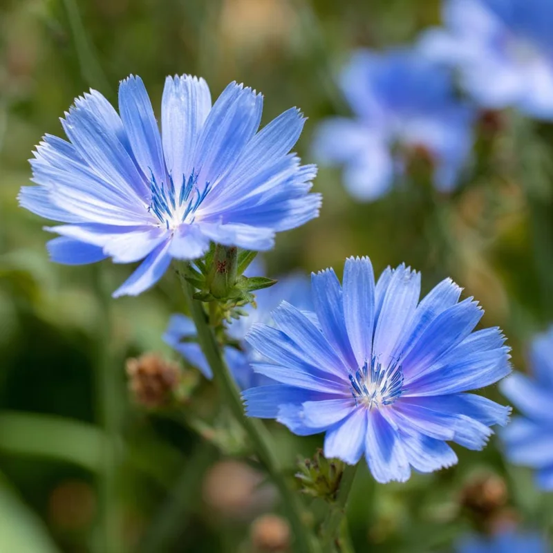 Chicory Seeds - 200 Seeds for Bright Blue Blooms & Edible Leaves - Pollinator Friendly - Image 4