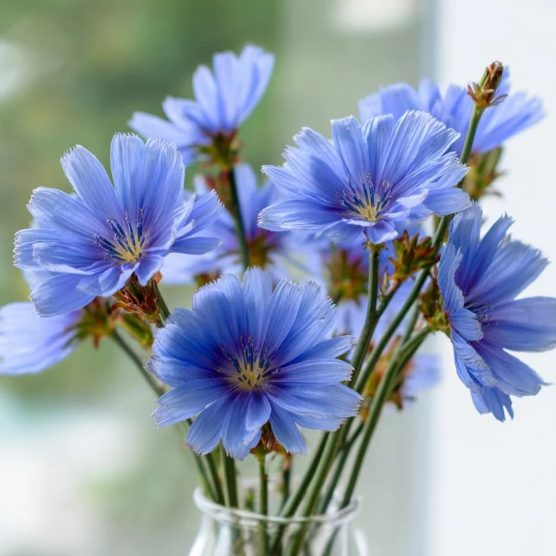 Chicory Seeds - 200 Seeds for Bright Blue Blooms & Edible Leaves - Pollinator Friendly - Image 5