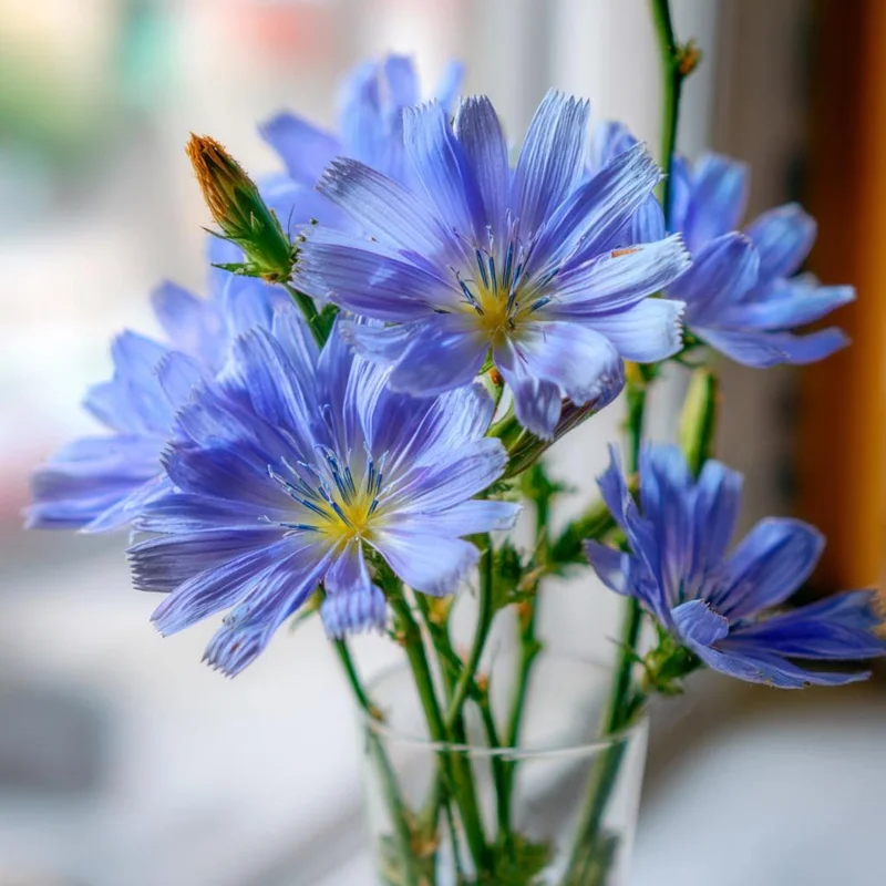 Chicory Seeds - 200 Seeds for Bright Blue Blooms & Edible Leaves - Pollinator Friendly - Image 1