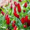 Chile Pequin Pepper Live Plant – Red Bird Hot Pepper – 4 Inch Pot - Image 1