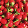 Chiltepin Pepper Live Plant - Red Hot Tepin Peppers, 4 Inch Pot for Outdoor Garden - Image 1