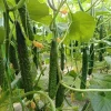 China Jade Cucumber Seeds - 25 Heirloom Seeds for Crisp, Sweet Harvests - Image 1