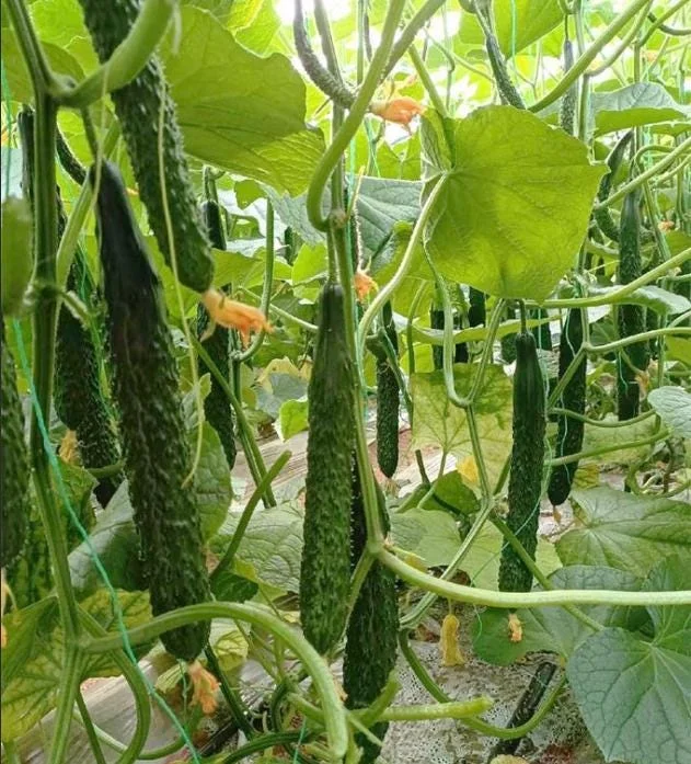 China Jade Cucumber Seeds - 25 Heirloom Seeds for Crisp, Sweet Harvests - Image 1