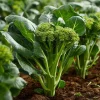 Chinese Broccoli 100 Seeds – Kailaan| Tender, Flavorful Greens | Fast-Growing Vegetable for Stir-Fries & Salads - Image 1