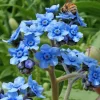 Chinese Forget Me Not Seeds - 100 Sky-Blue Annual Flower Seeds - Image 1