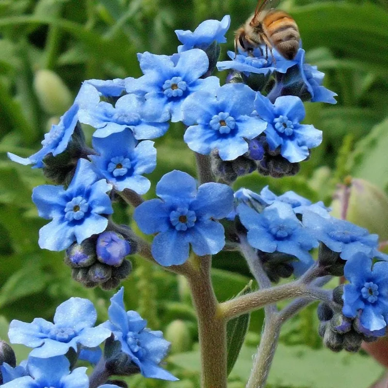 Chinese Forget Me Not Seeds - 100 Sky-Blue Annual Flower Seeds - Image 1