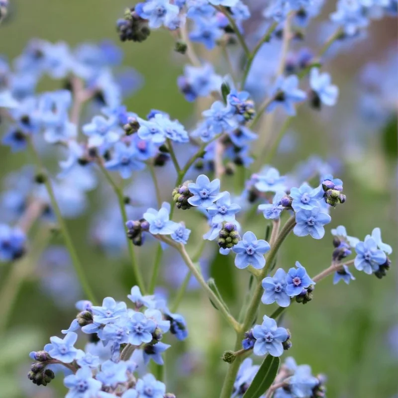 Chinese Forget Me Not Seeds - 100 Sky-Blue Annual Flower Seeds - Image 2