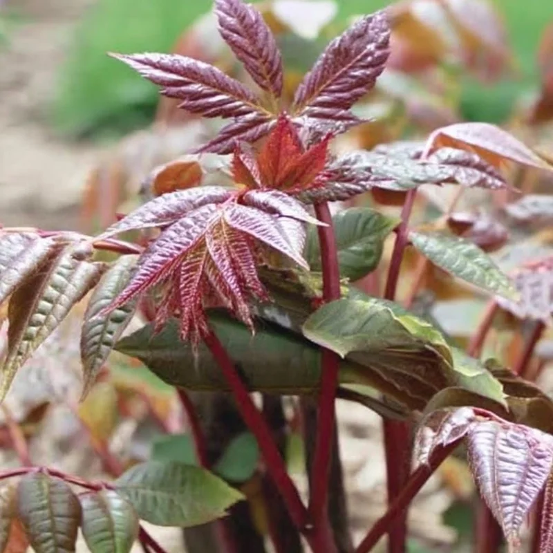 Chinese Toon Seeds - 20 Count - Edible Tree, Aromatic Leaves - Image 2