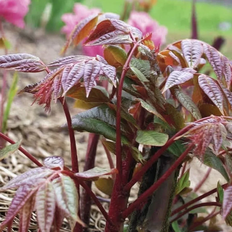 Chinese Toon Seeds - 20 Count - Edible Tree, Aromatic Leaves - Image 3