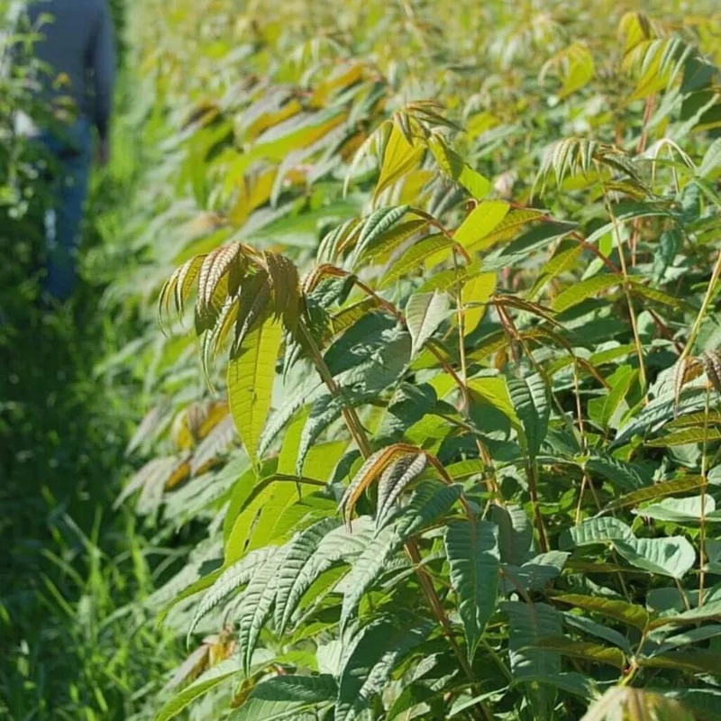 Chinese Toon Seeds - 20 Count - Edible Tree, Aromatic Leaves - Image 4