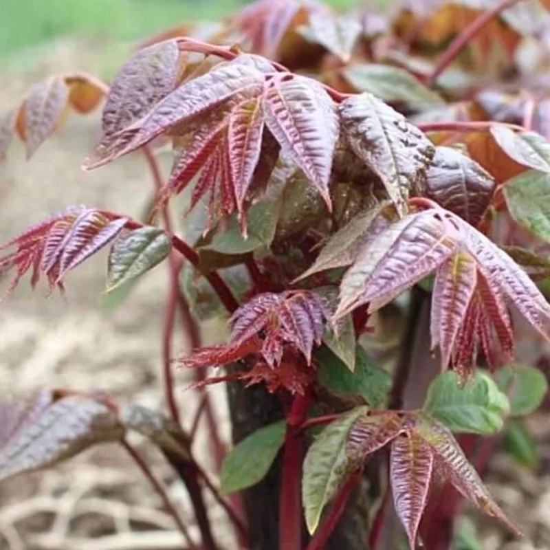 Chinese Toon Seeds - 20 Count - Edible Tree, Aromatic Leaves - Image 1