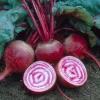 Chioggia Beet Seeds – 150 Heirloom Candy Stripe Beet Seeds for Planting - Image 1
