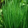 Chives Seeds - Allium schoenoprasum 150 Seeds - Hardy Perennial Herb - Image 1