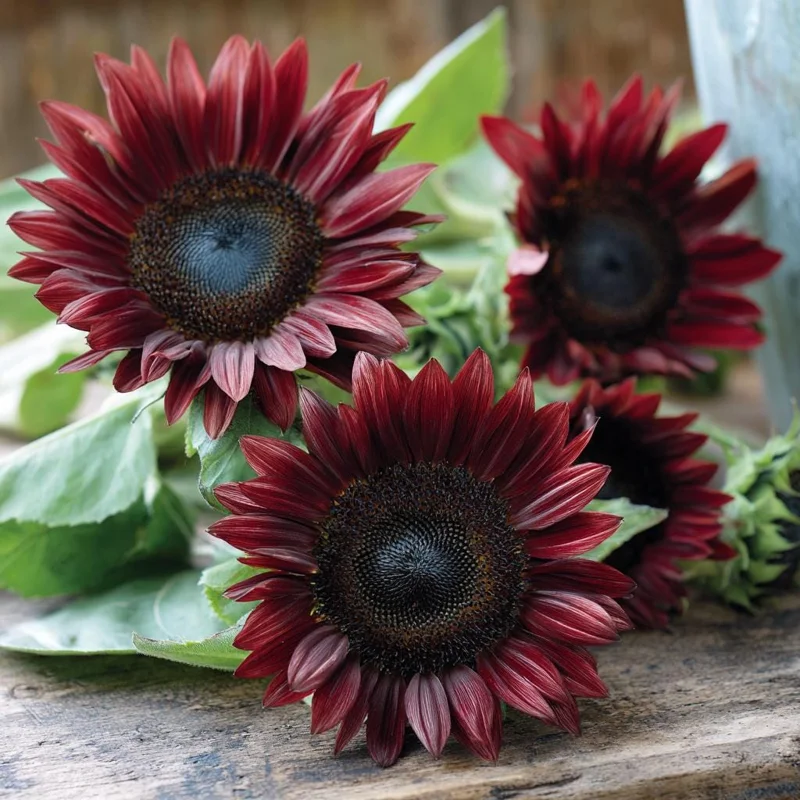 Chocolate Cherry Sunflower Seeds - 25 Seeds, Deep Burgundy Blooms, Pollinator Magnet - Image 2