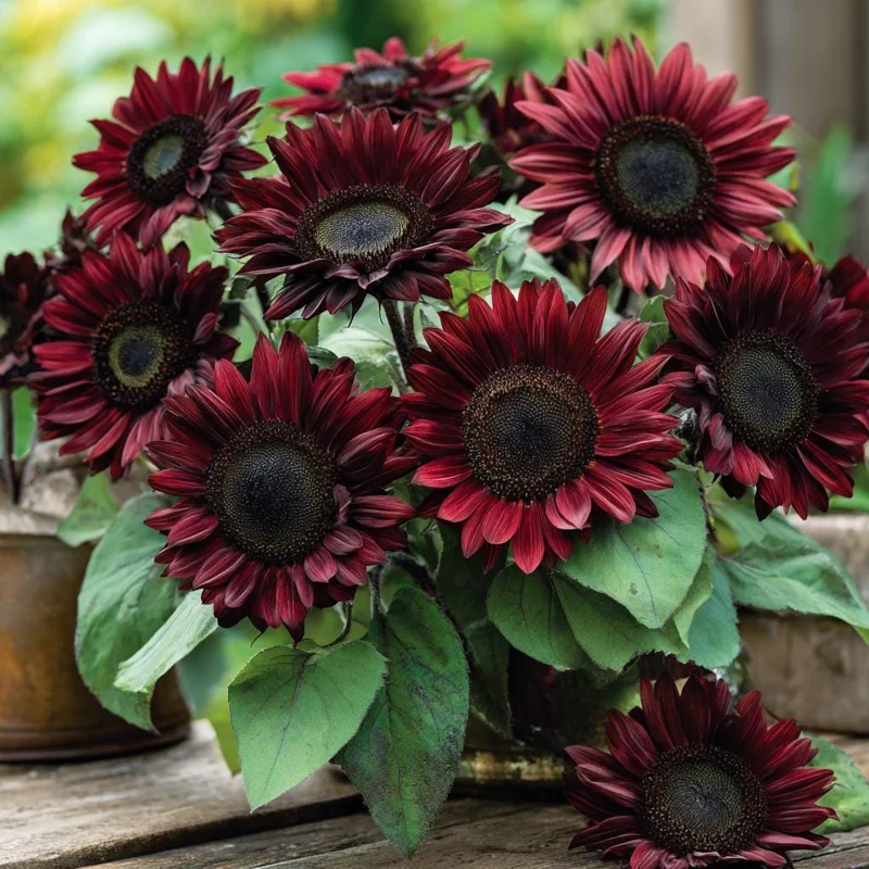Chocolate Cherry Sunflower Seeds - 25 Seeds, Deep Burgundy Blooms, Pollinator Magnet - Image 4