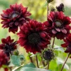 Chocolate Cherry Sunflower Seeds - 25 Seeds, Deep Burgundy Blooms, Pollinator Magnet - Image 1