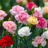 Clove Carnation Seeds – Dianthus caryophyllus – 100 Seeds – Fragrant Blooms - Image 1
