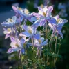 Colorado Blue Columbine Seeds - 100 Count - Perennial Pollinator Flowers - Image 1