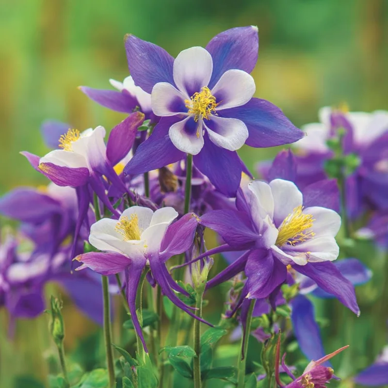 Columbine Seeds – McKana Giants Mix 120 Seeds – Tall Spurred Blooms Perennial - Image 5
