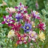 Columbine Seeds – McKana Giants Mix 120 Seeds – Tall Spurred Blooms Perennial - Image 1