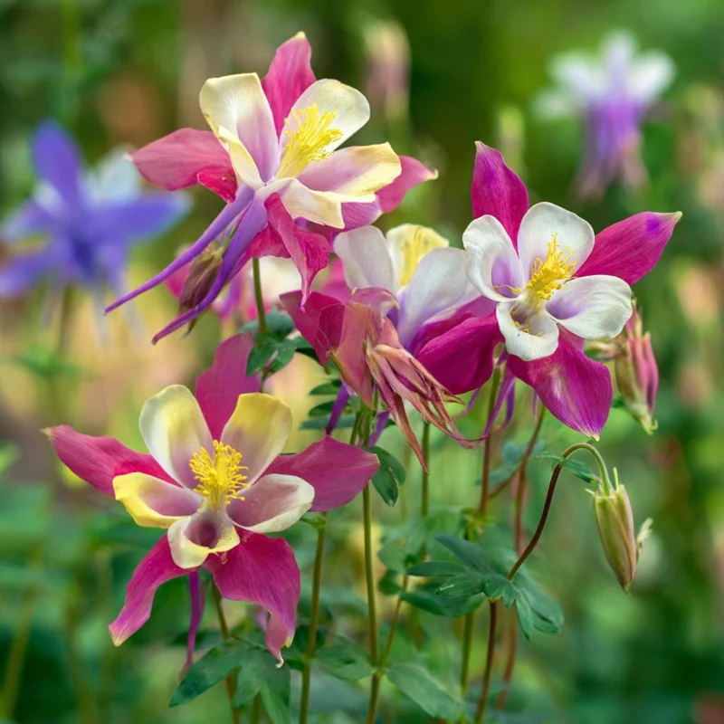Columbine Seeds – McKana Giants Mix 120 Seeds – Tall Spurred Blooms Perennial - Image 8