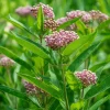 Common Milkweed Seeds 50 Count - Native Pollinator Plant for Gardens - Image 1