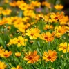 Coreopsis Lanceolata Seeds – 200 Dwarf Golden-Yellow Blooms Perennial - Image 1